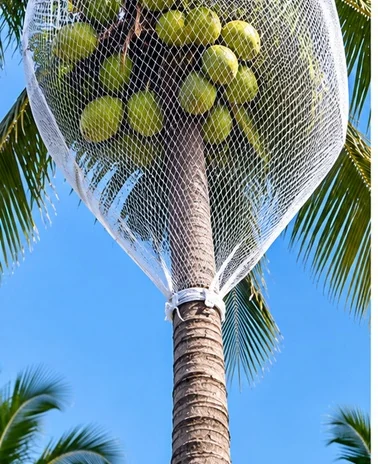 Coconut tree net installation