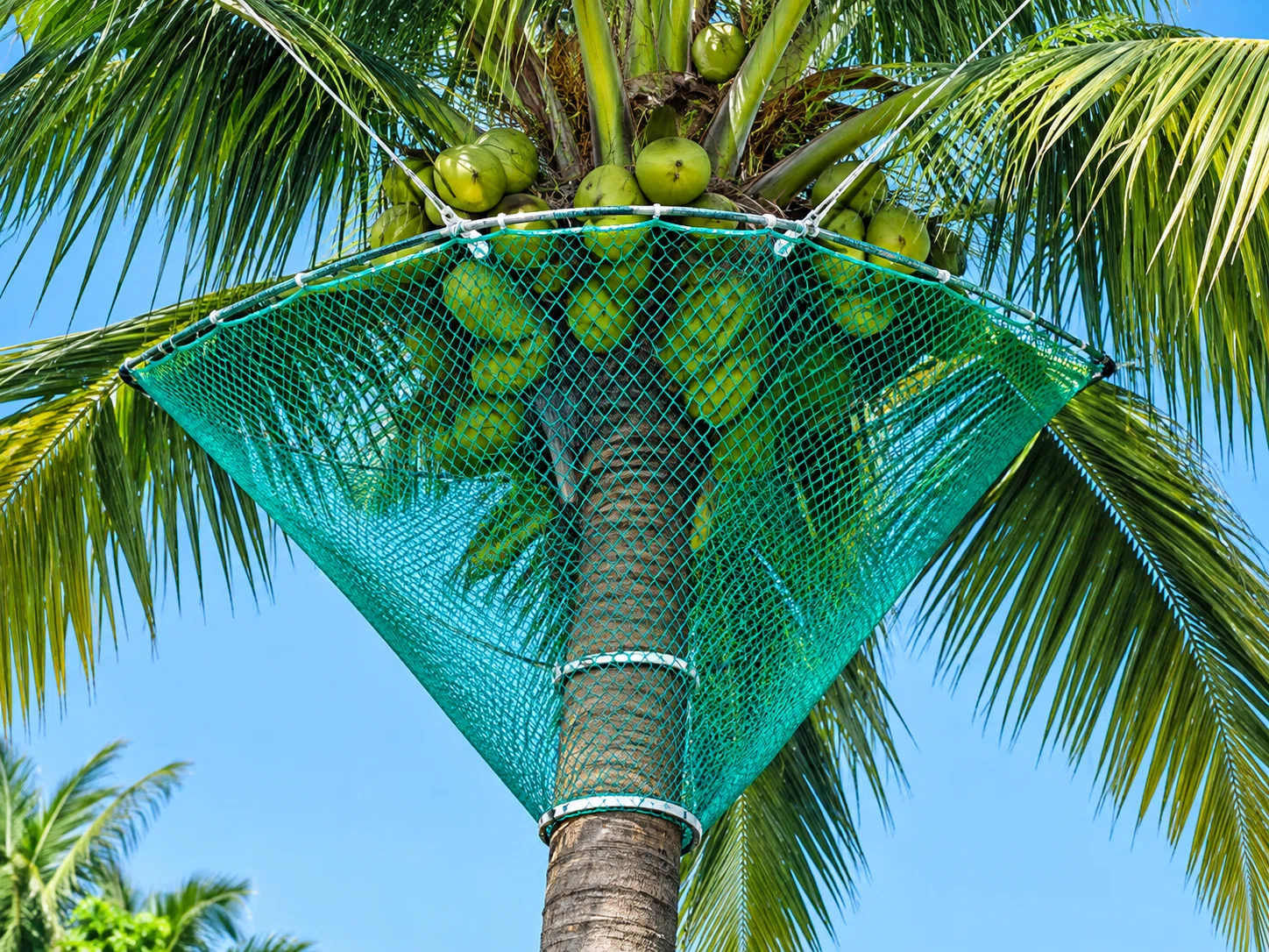 Coconut tree netting installation
