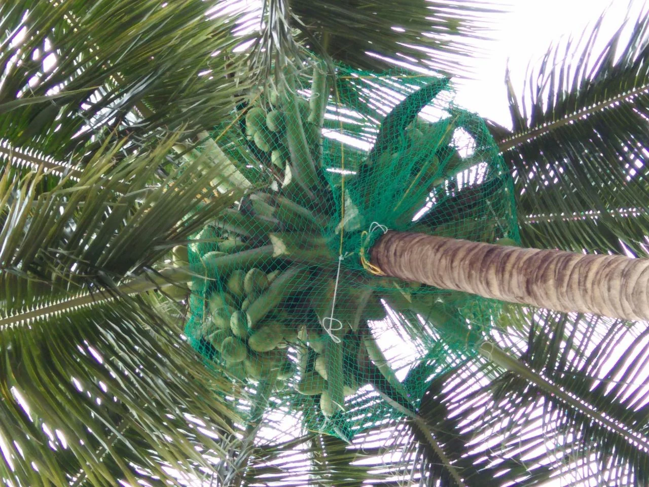 Coconut Tree Nets Installation