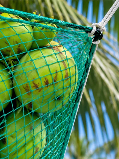 Coconut tree safety net installation